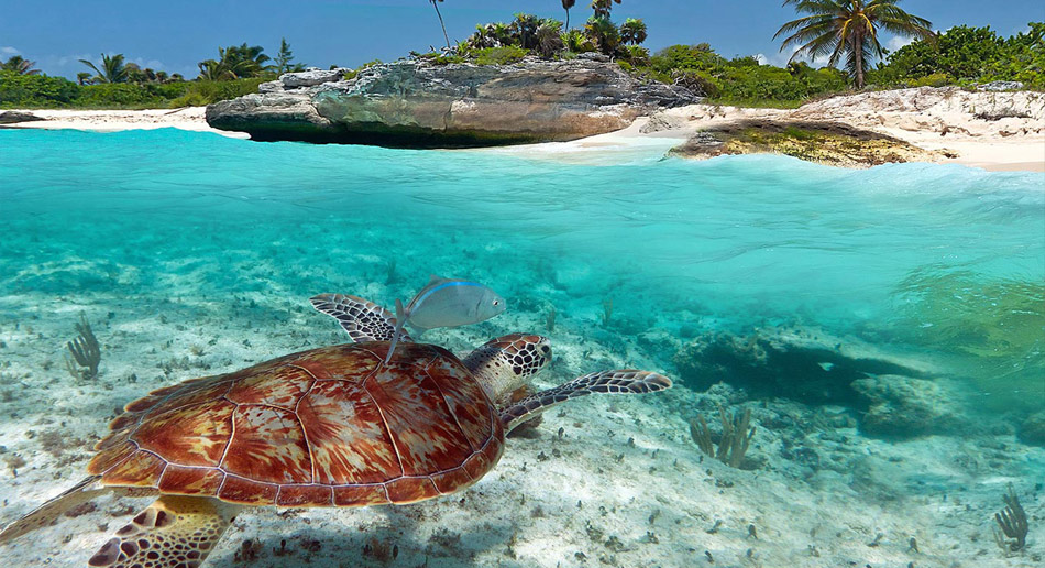 akumal-turtles.jpg